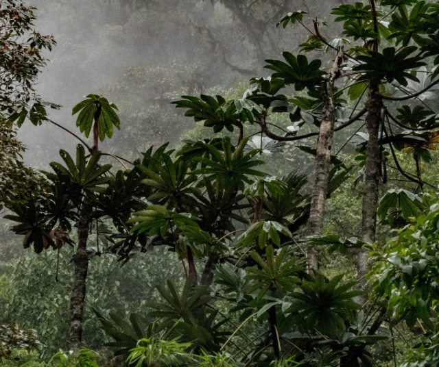 La flora característica de Ecuador